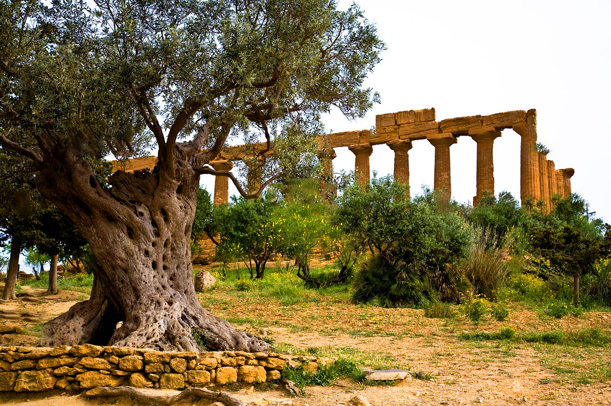 Ulivo secolare davanti al tempio di Atena