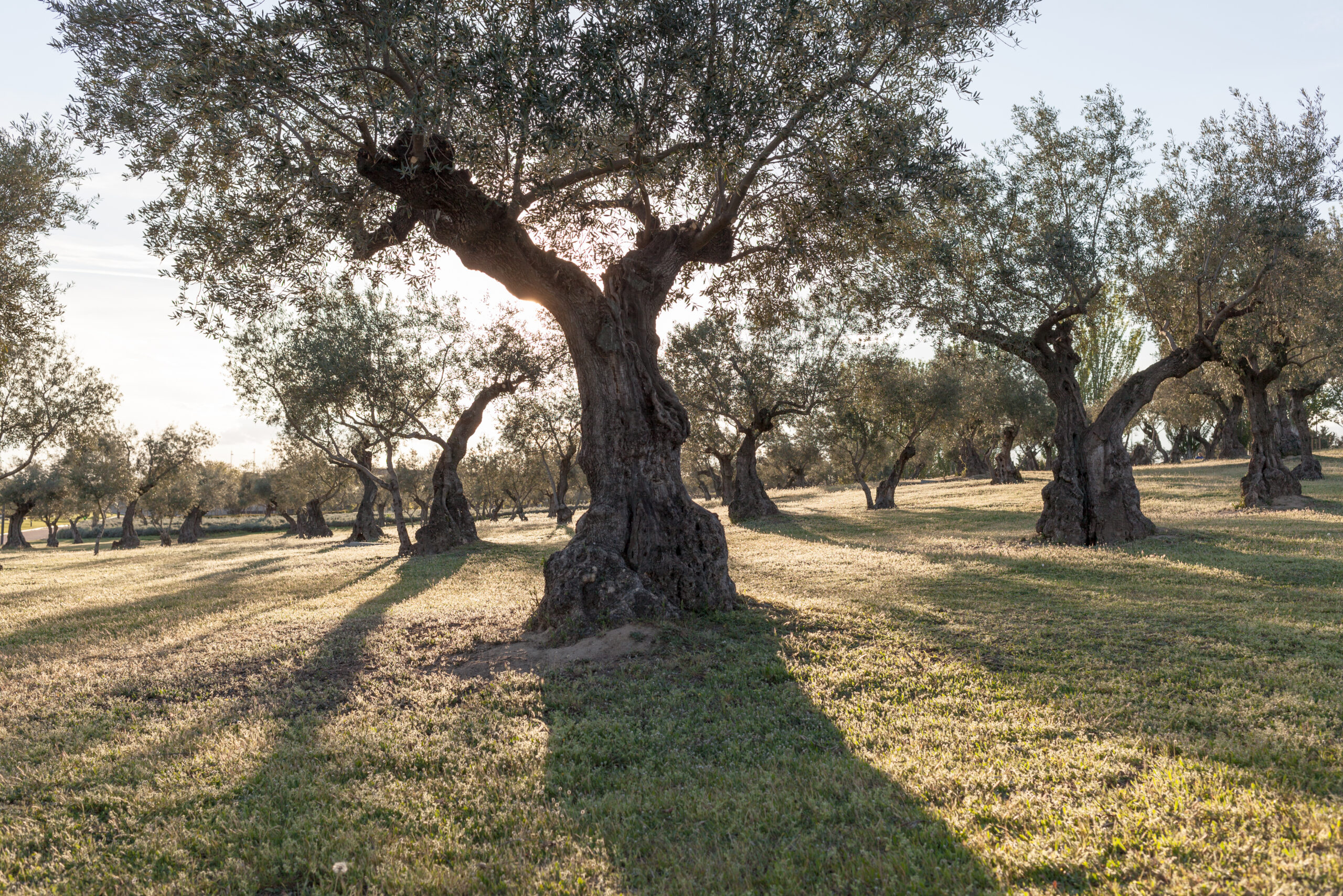 Uliveti in controluce