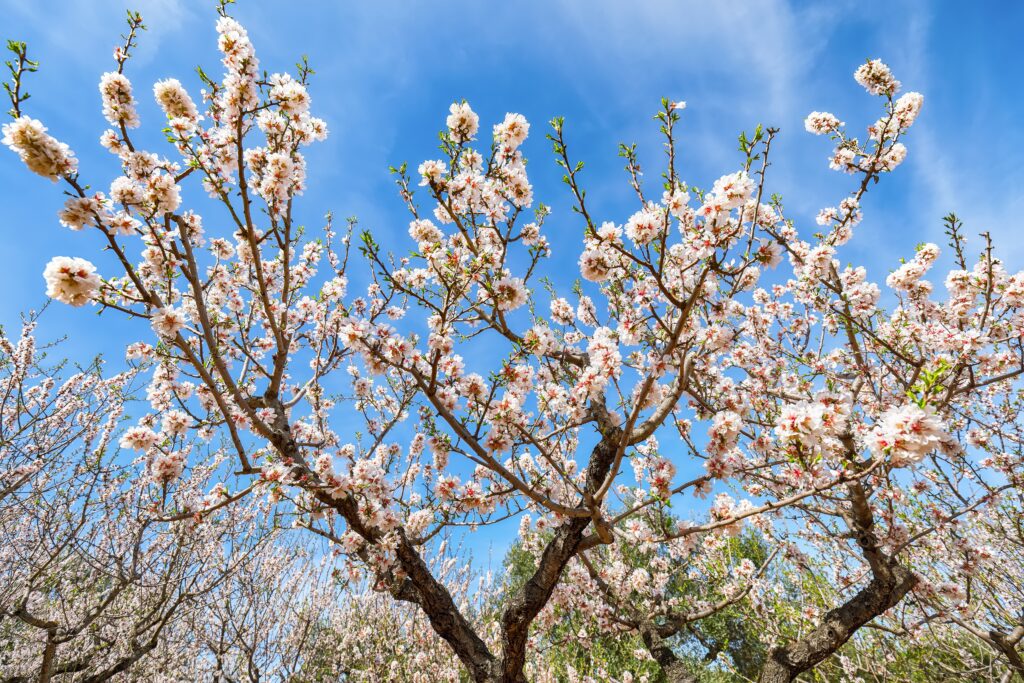 Sagra del Mandorlo in fiore 2025