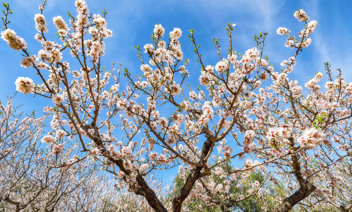 Mandorlo in fiore