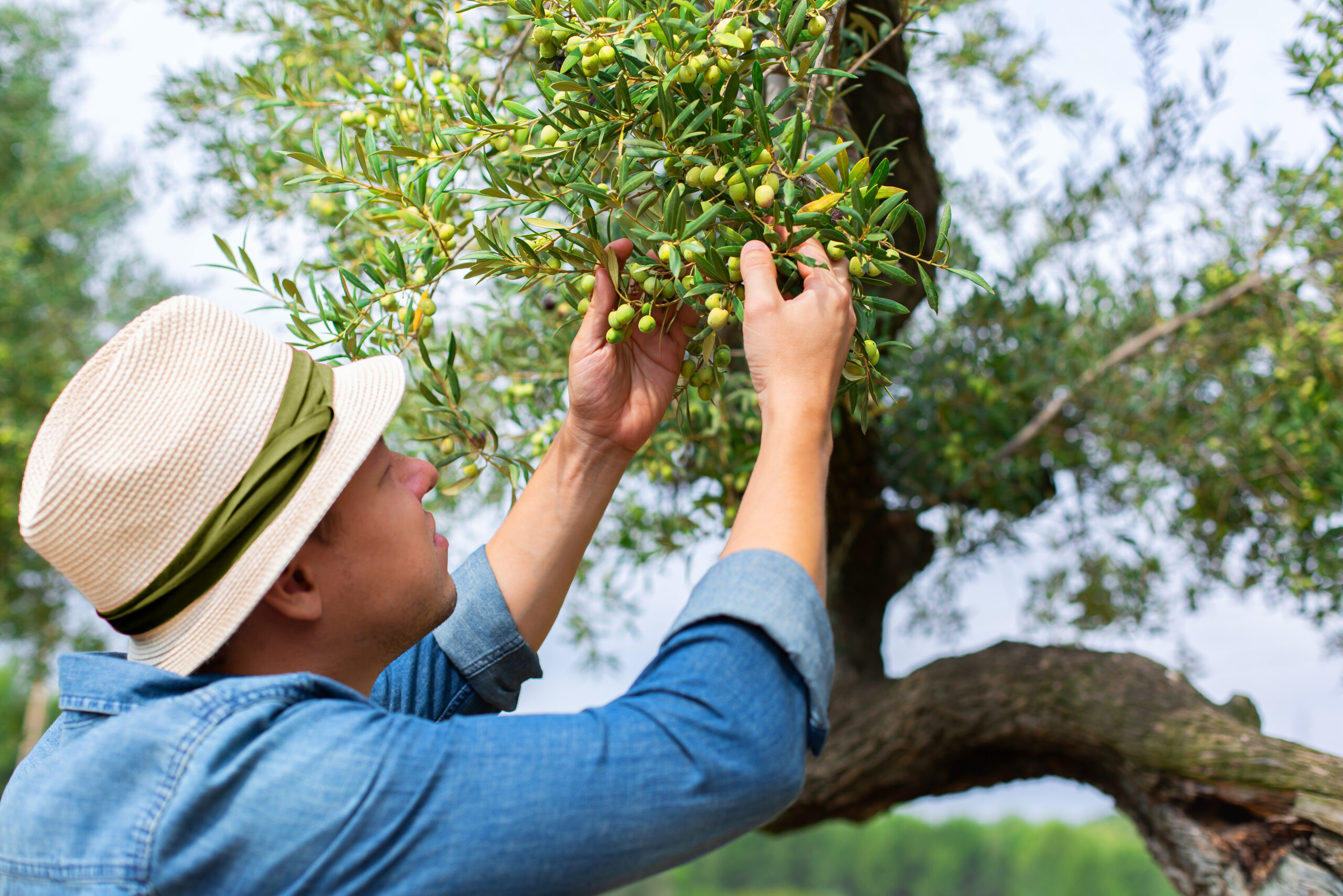 Raccolta manuale delle olive