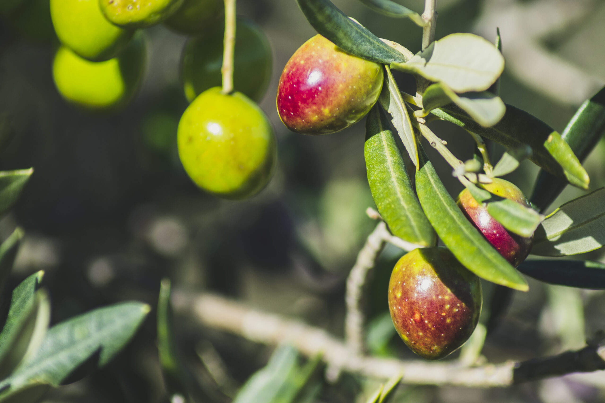 Varietà d'olive sul ramo