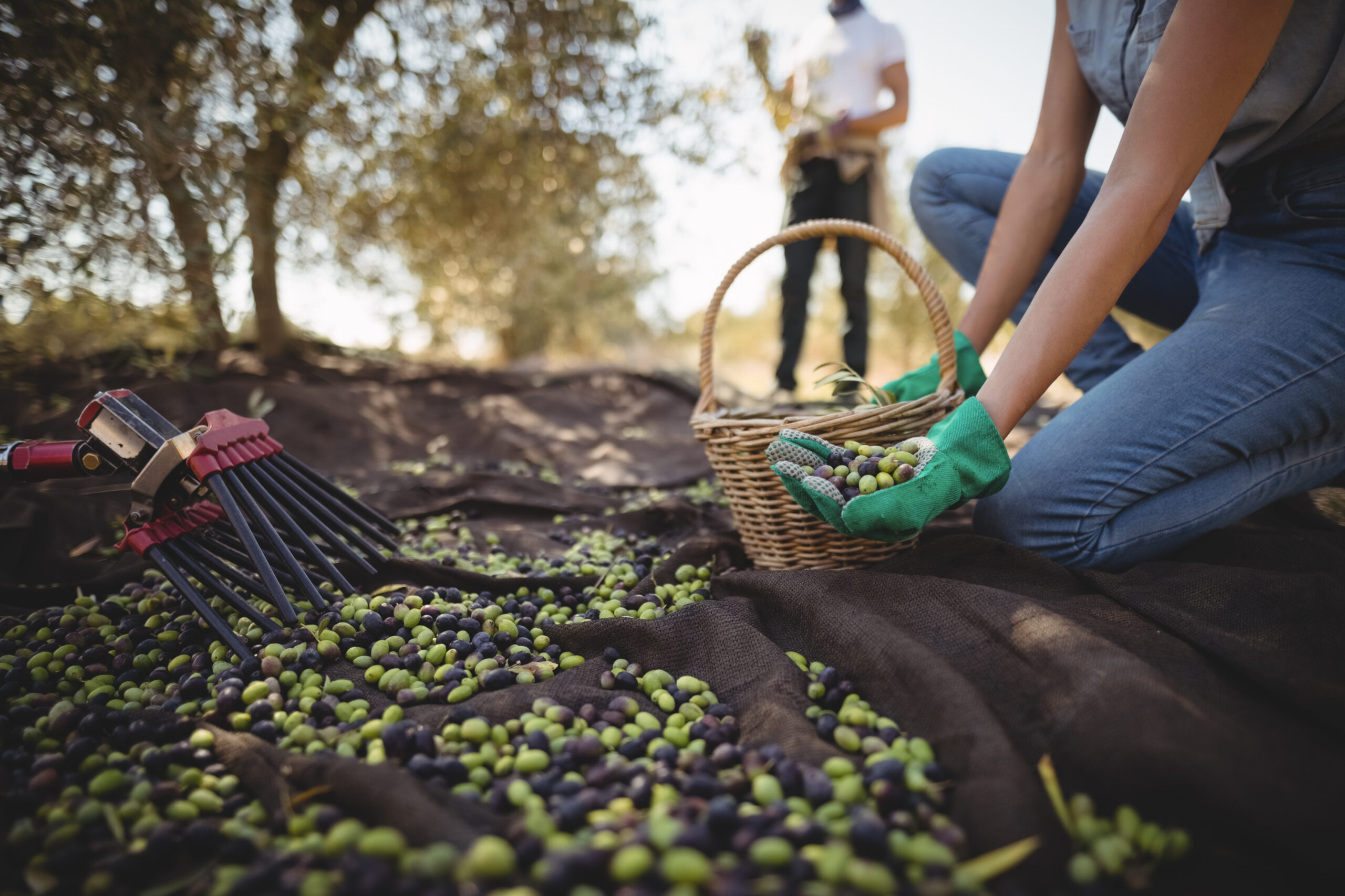 Raccolta delle olive