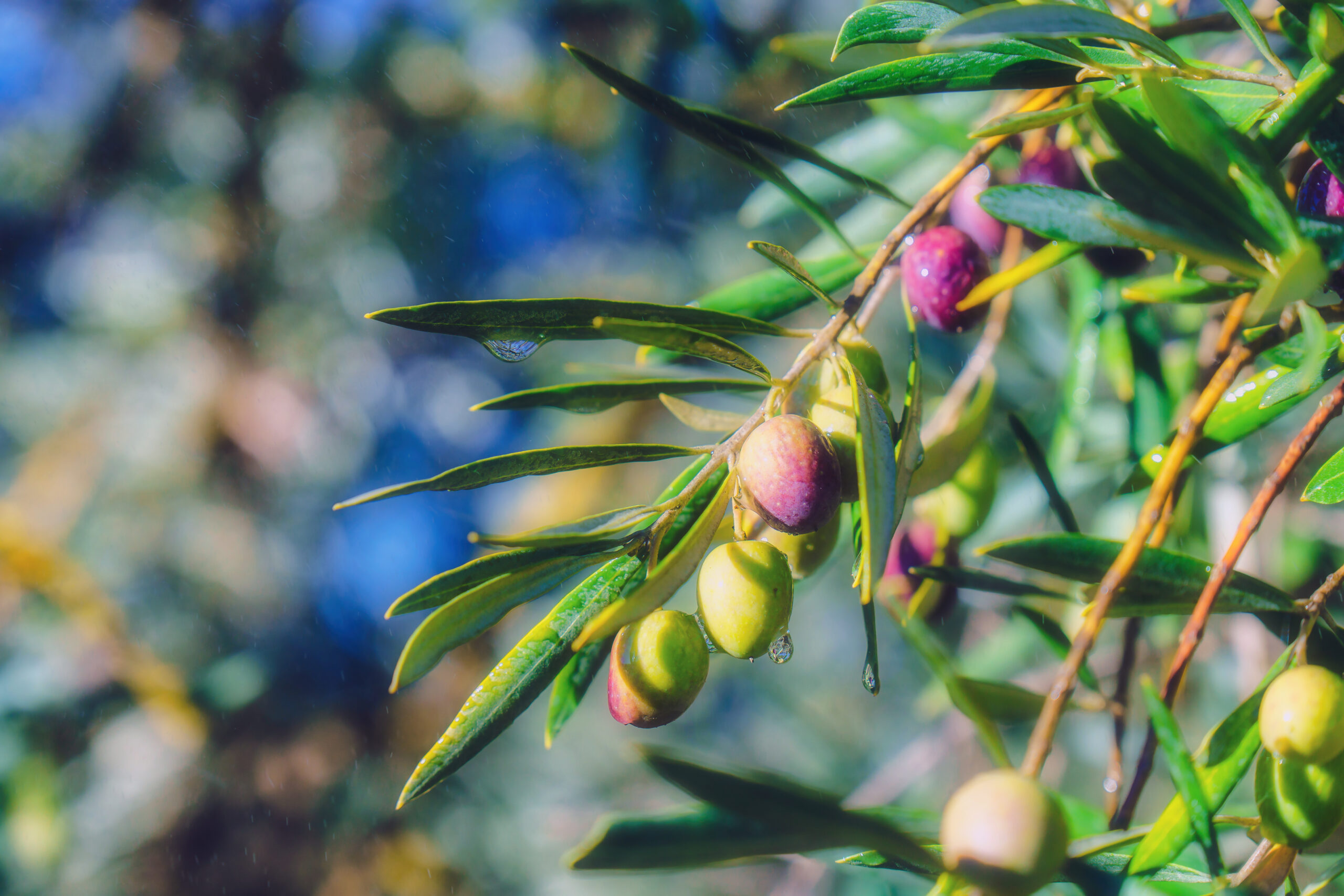 Varietà d'olive sul ramo