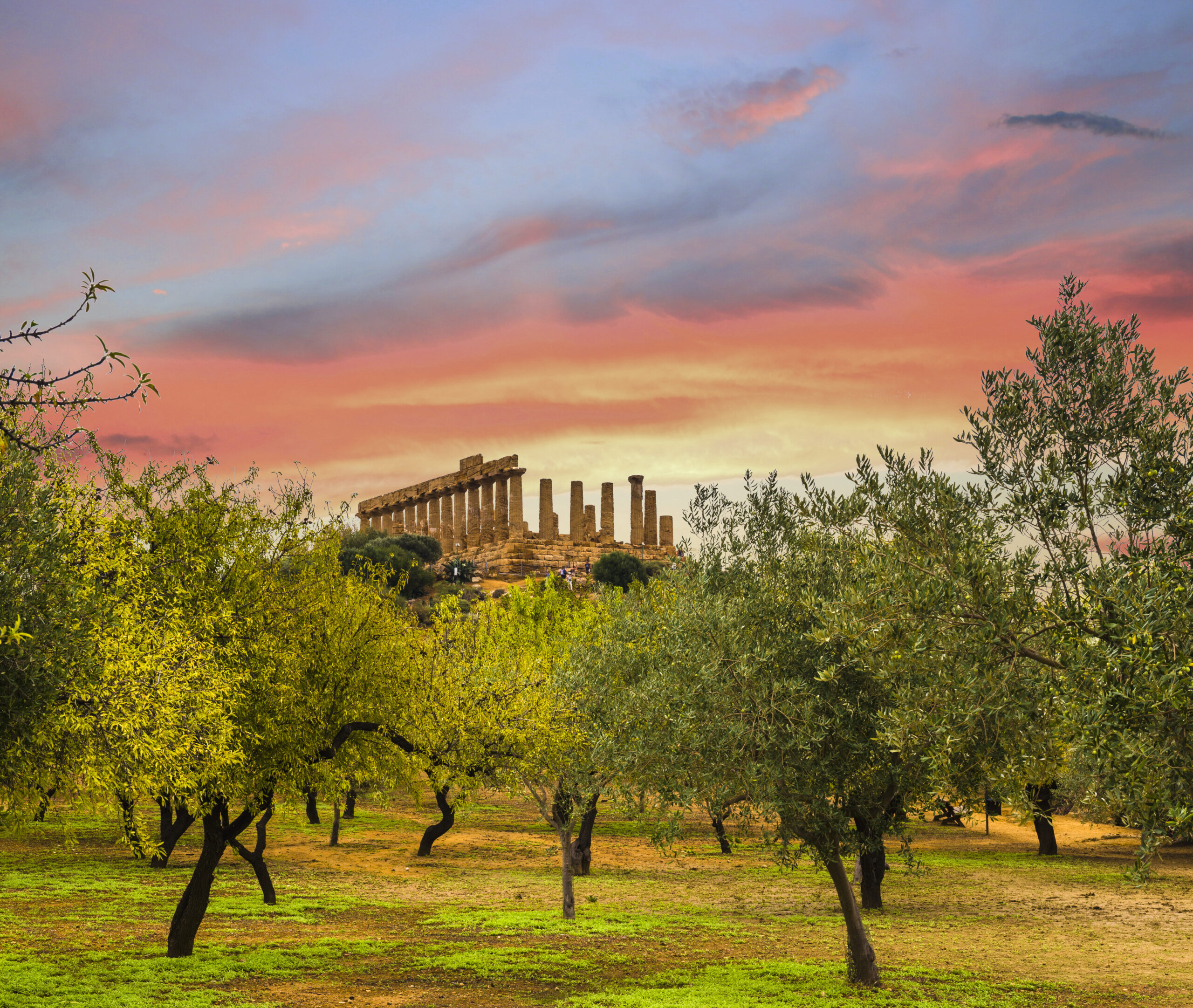 Il tempio di Atena, nella Valle dei Templi di Agrigento, sullo sfondo di un uliveto.