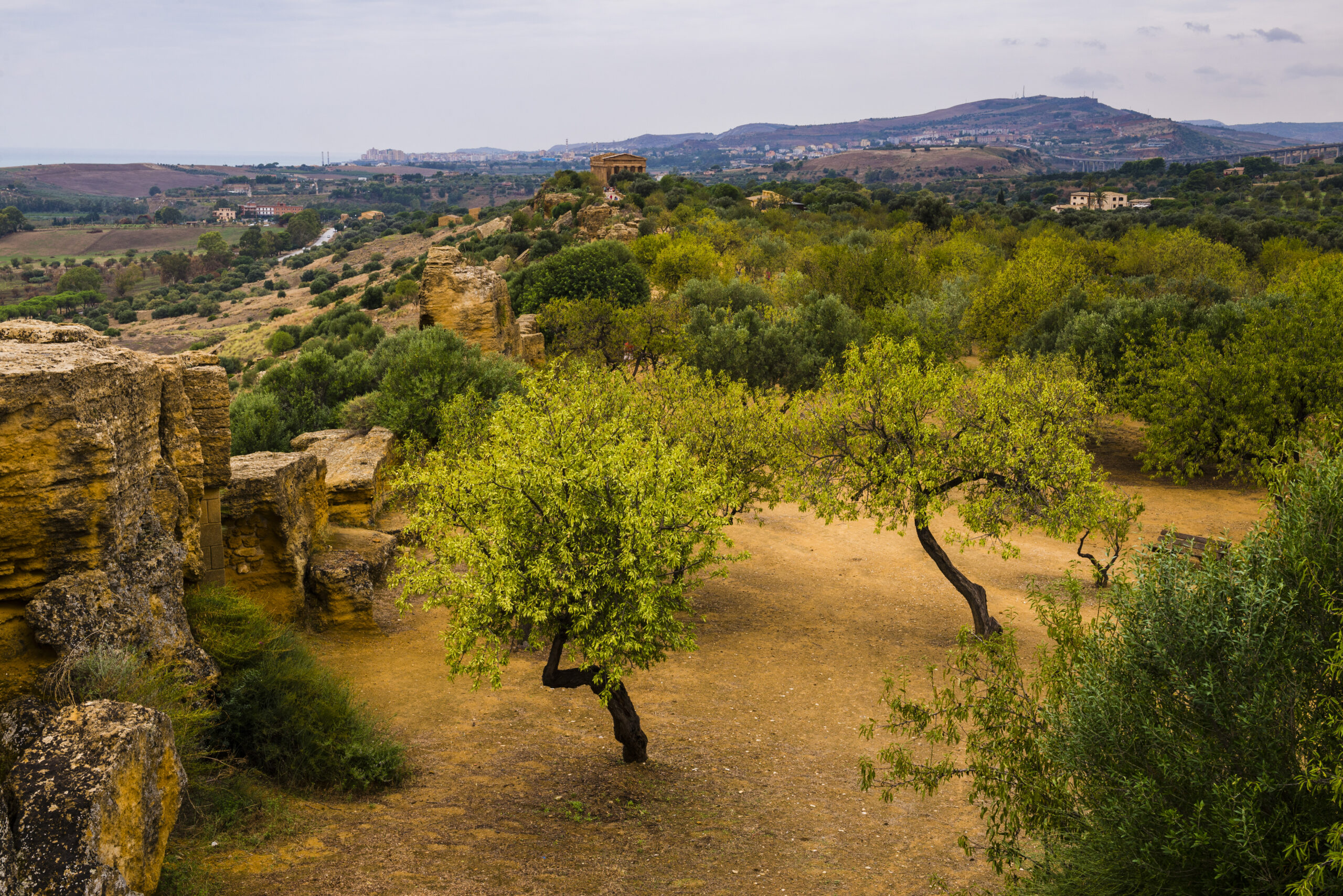 Oliveto. Sullo sfondo: il tempio di Atena.